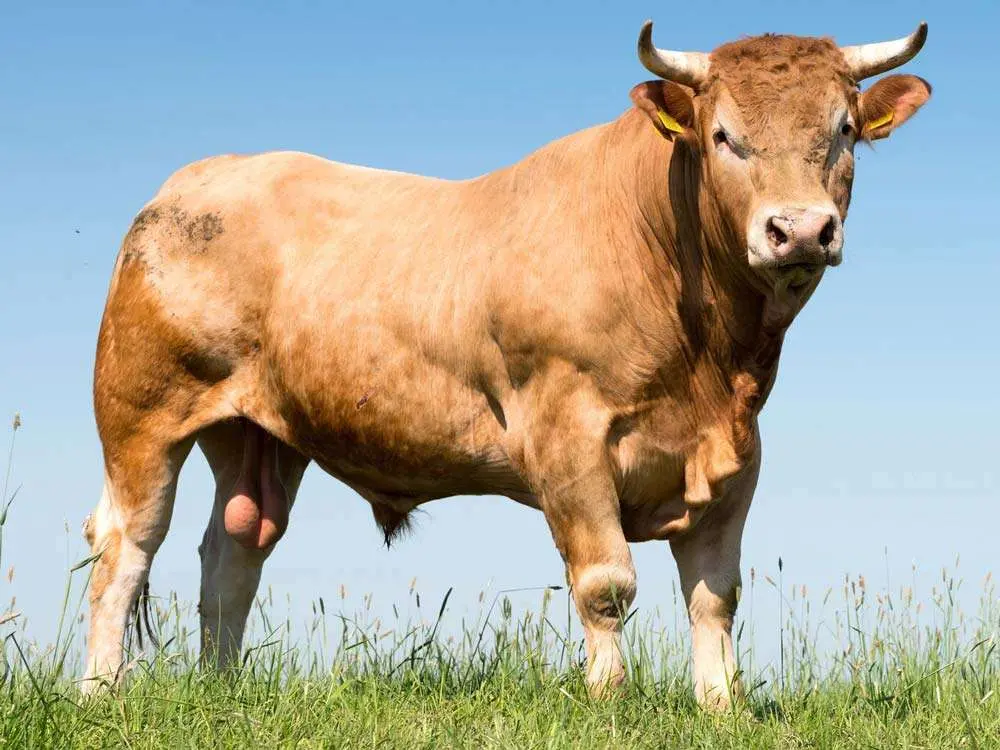 Stier