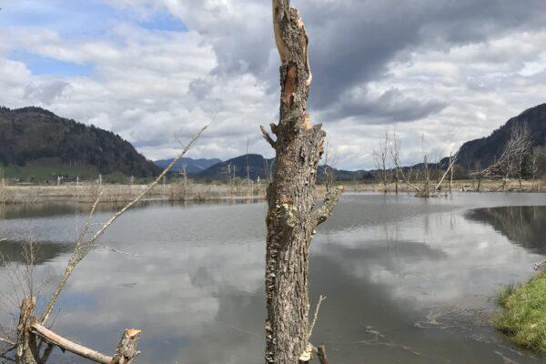 „Für die Fisch“ Tiebel / Ossiacher See Ein verlassener Baumstamm ragt aus einem ruhigen Gewässer, umgeben von einer malerischen Landschaft mit Bergen und Wolken.