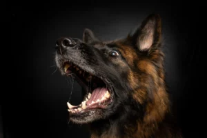 Hund biss Frau in Hand und Fuß