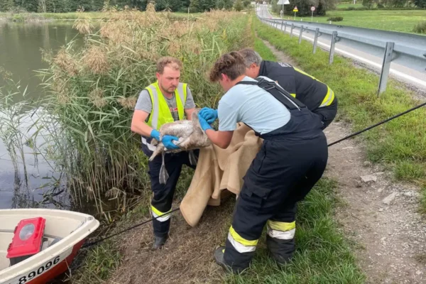 Feuerwehr Steindorf und Feldkirchen - Schwan am Bleistätter Moor gerettet