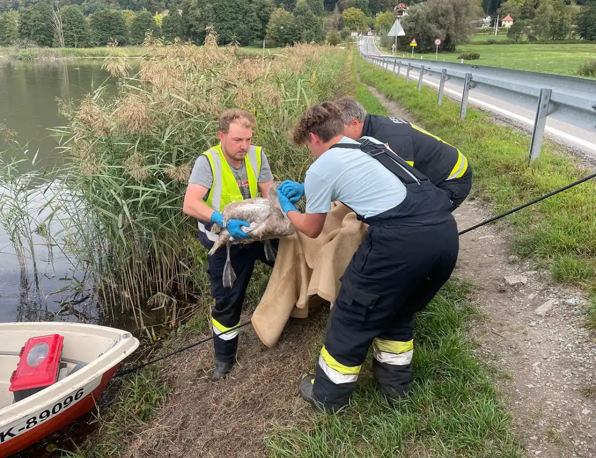 Feuerwehr Steindorf und Feldkirchen - Schwan am Bleistätter Moor gerettet