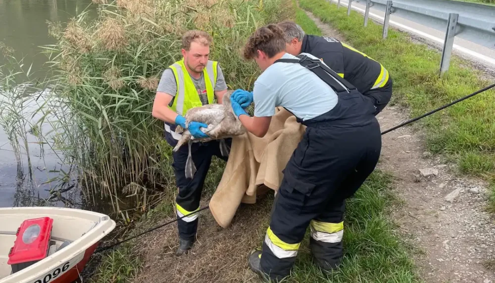 Feuerwehr Steindorf und Feldkirchen - Schwan am Bleistätter Moor gerettet