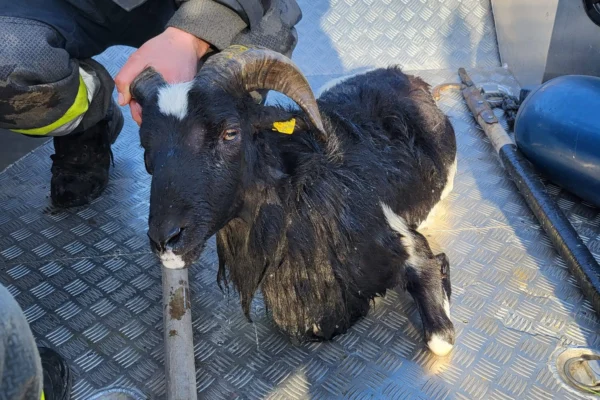 FF Bodensdorf Tierrettunf am Ossiacher See