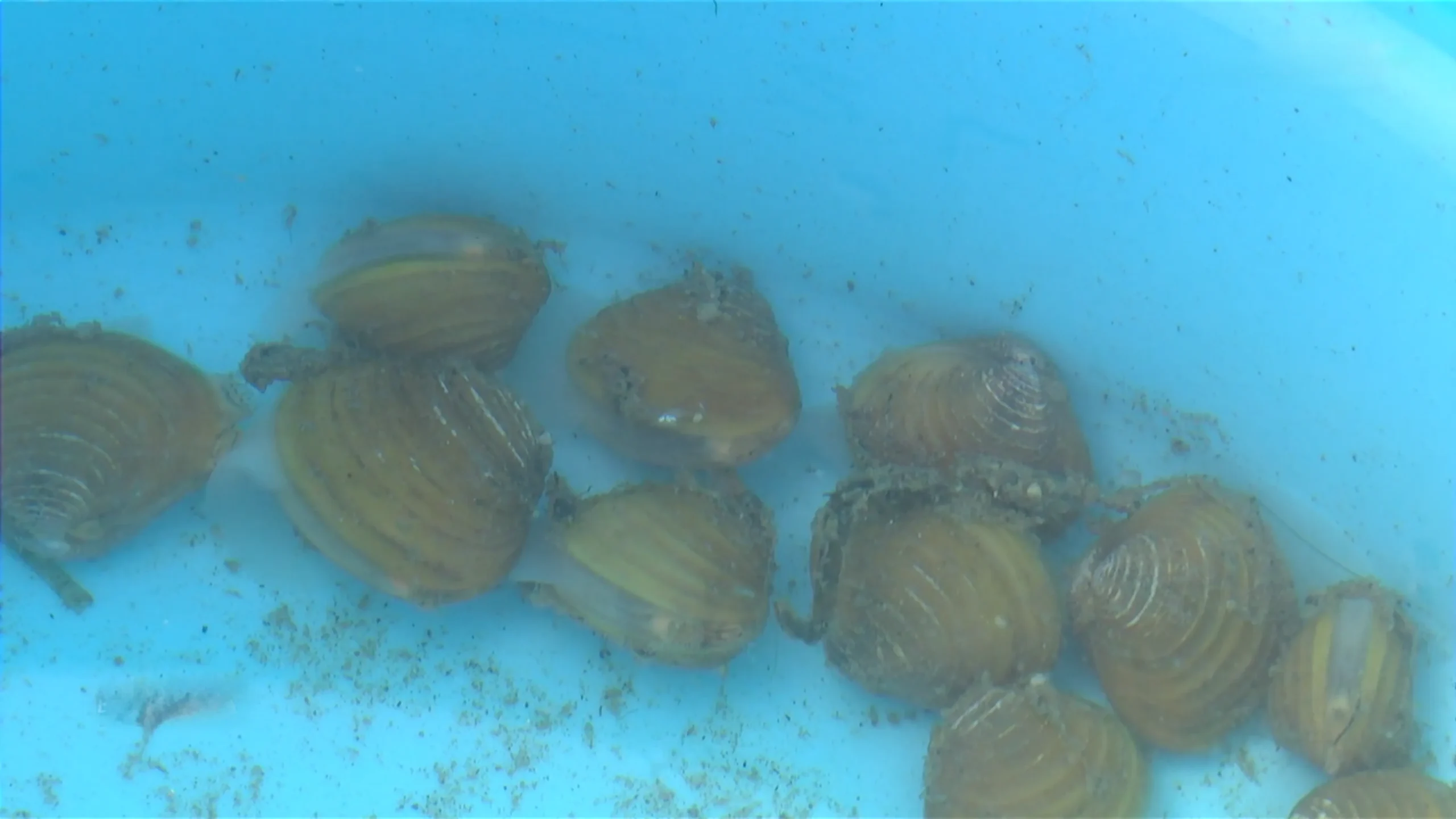 Invasive Muschelarten breiten sich in Kärntner Gewässern aus 1